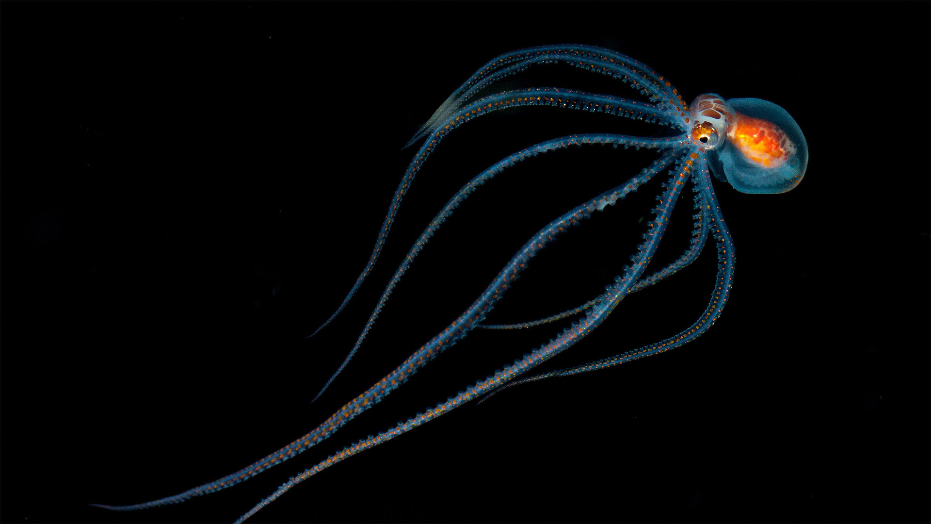 Octopus spotted during a night dive near Kona, Hawaii (© Jeff Milisen/Alamy)(Bing United States)