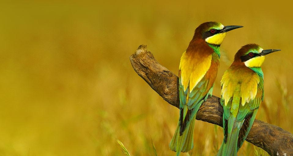 European bee-eaters in Málaga province, Andalusia, Spain (© José Antonio Moreno/age fotostock) &copy; (Bing United Kingdom)