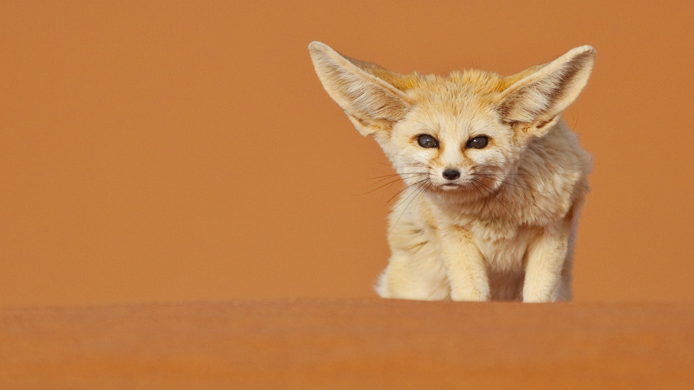 Fennec fox, Merzouga, Morocco (© Juan Carlos Muñoz/age fotostock)(Bing United States)