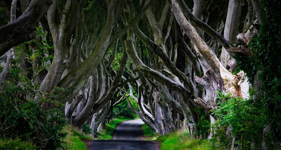 Kleine Straße führt durch einen Wald in den Antrim Mountains, Nordirland – SIME / eStock Photo &copy; (Bing Germany)