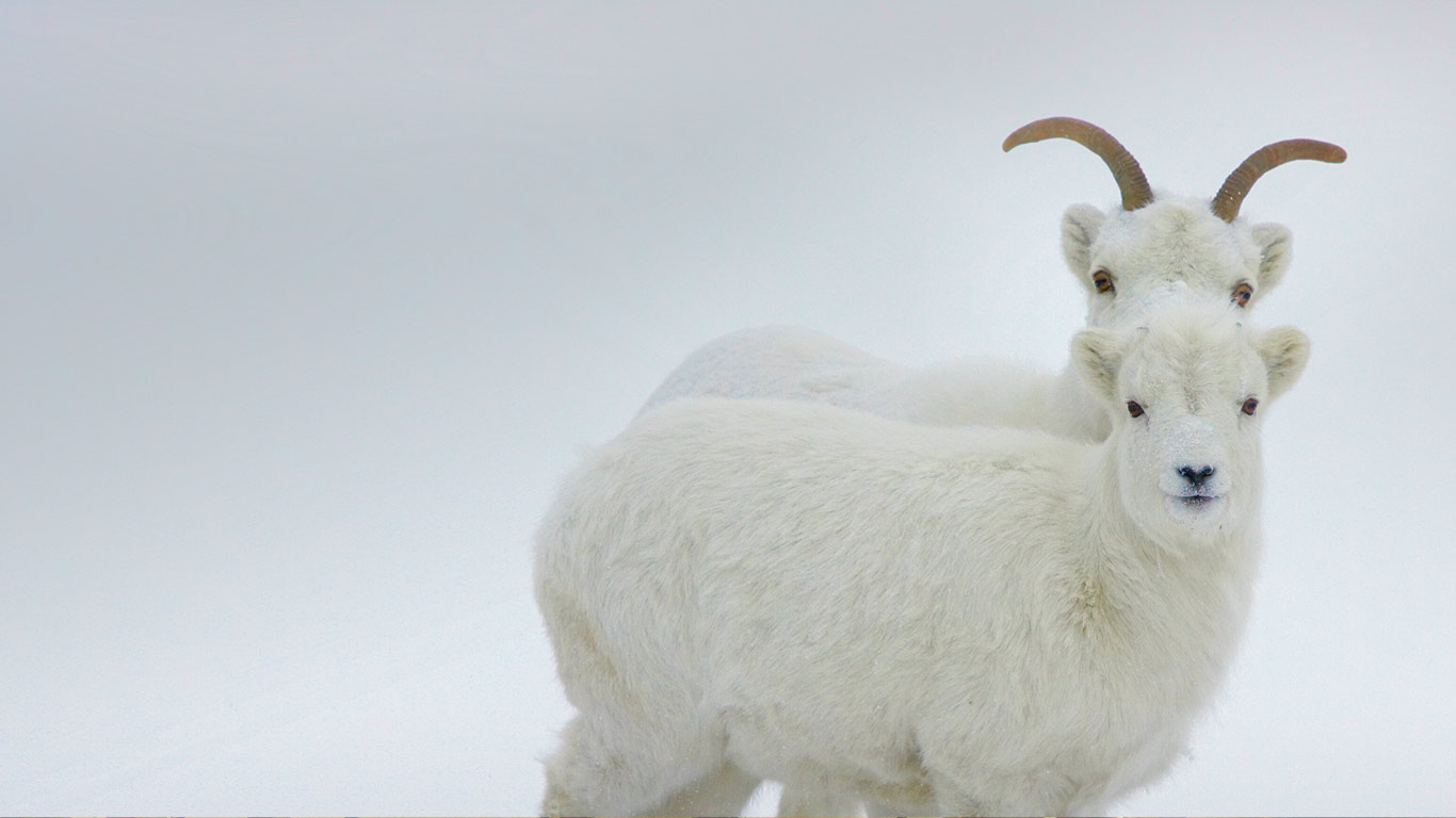 ｢ドールシープ｣カナダ, ユーコン準州 (© Donald M. Jones/Minden Pictures)(Bing Japan)