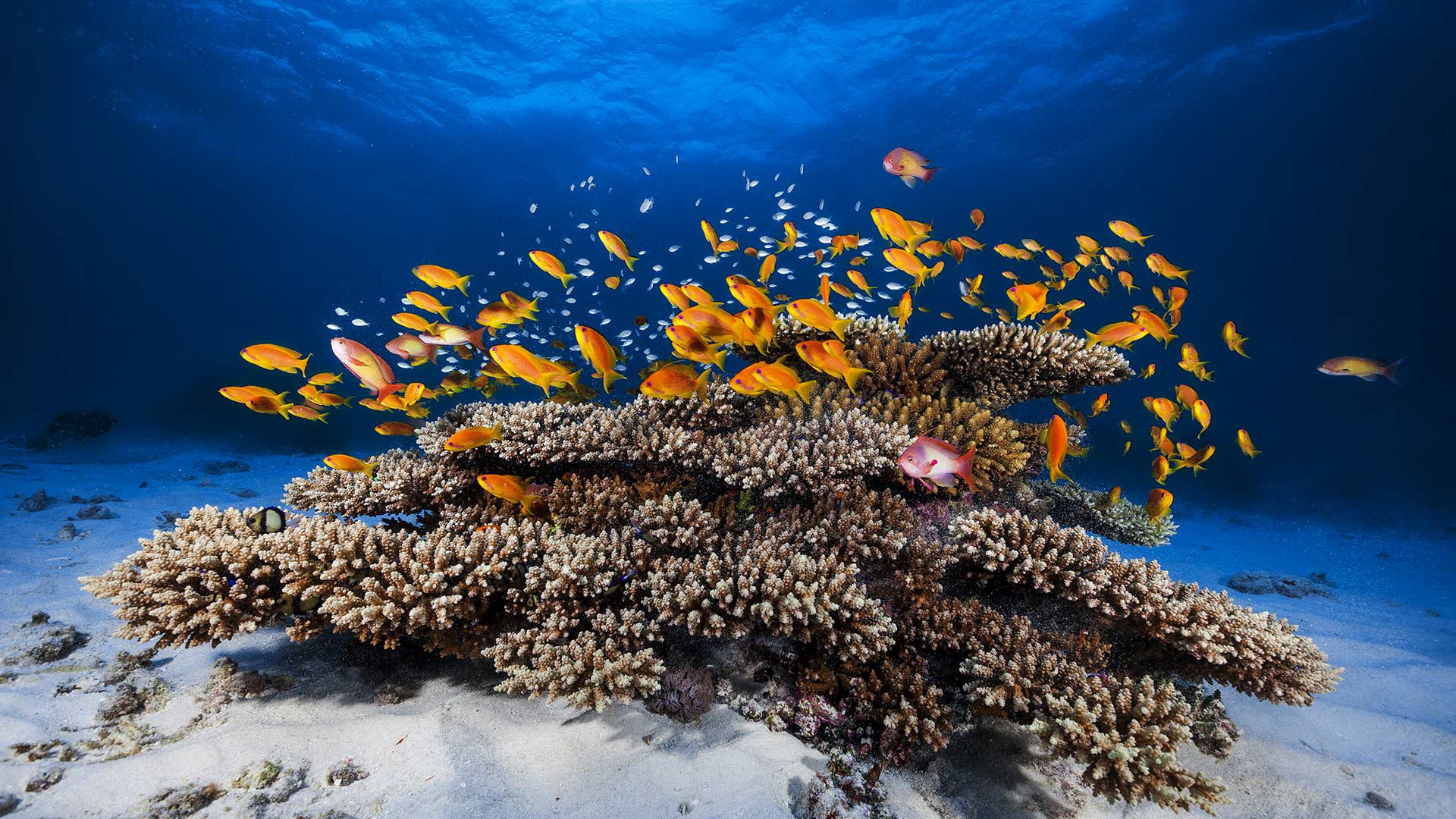 Ein Juwelen-Fahnenbarsch-Schwarm (Pseudanthias squamipinnis) schwimmt über einer Koralle, Mayotte, Indischer Ozean (© Gabriel Barathieu/Minden Pictures)(Bing Deutschland)