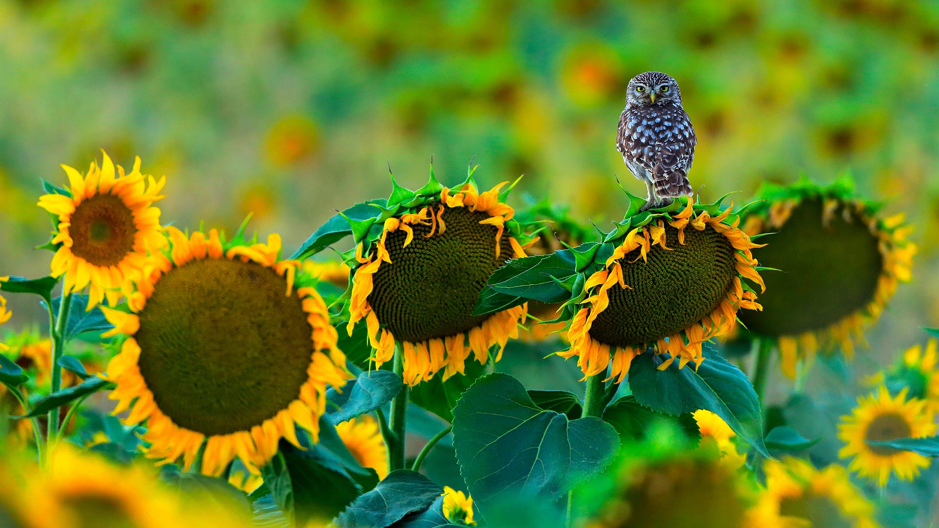 Little owl (Athene noctua) perched on sunflower, Cádiz, Andalusia, Spain (© Andres M. Dominguez/Minden Pictures)(Bing United Kingdom)