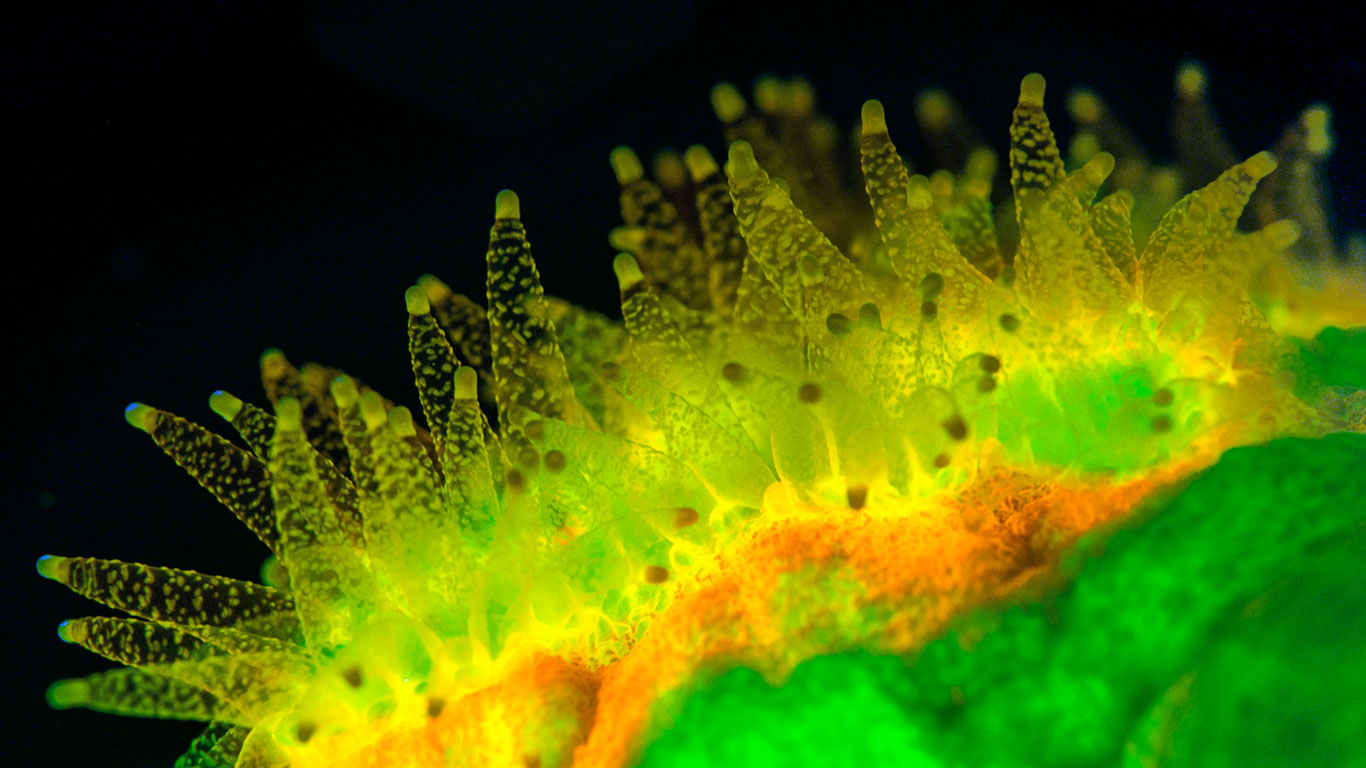 Favites coral polyps feeding at night and fluorescing when illuminated by ultraviolet light, Sabah, Borneo, Malaysia (© Louise Murray/Visuals Unlimited, Inc.)(Bing United States)