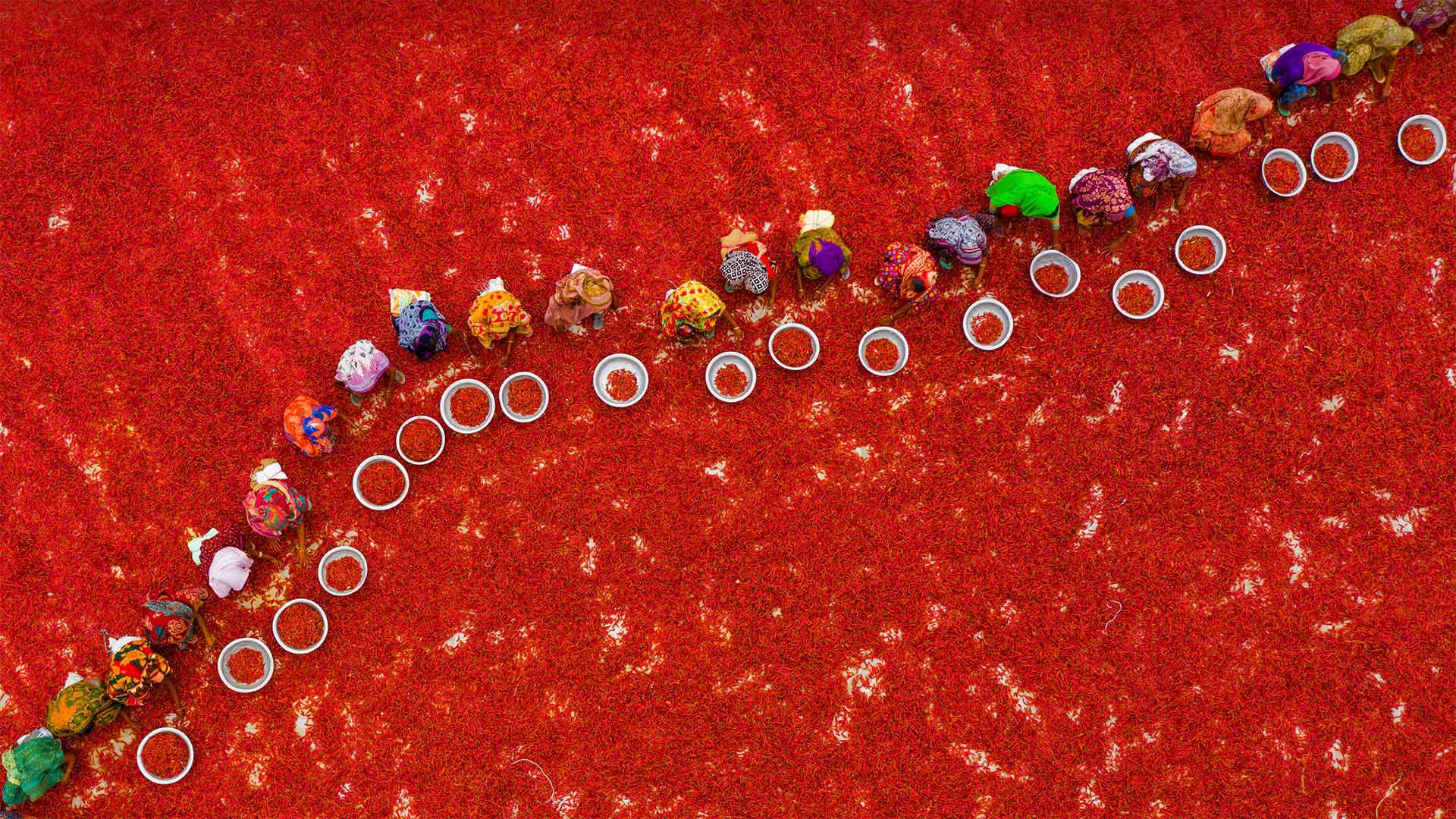 Sorting chili peppers at a farm in Bogra, Bangladesh (© Amazing Aerial Agency/Offset/Shutterstock)(Bing Canada)