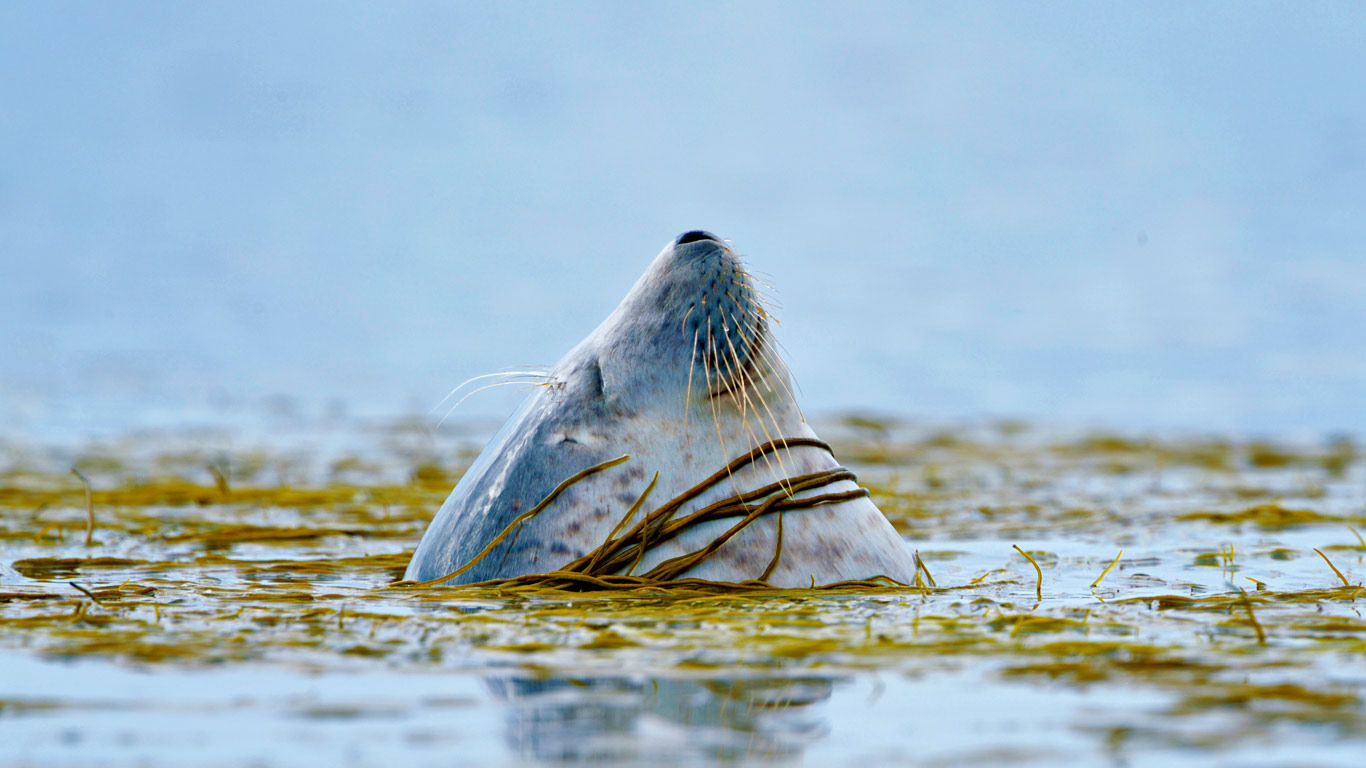 A harbour seal near Islay, Scotland (© Laurie Campbell/Minden Pictures)(Bing United Kingdom)
