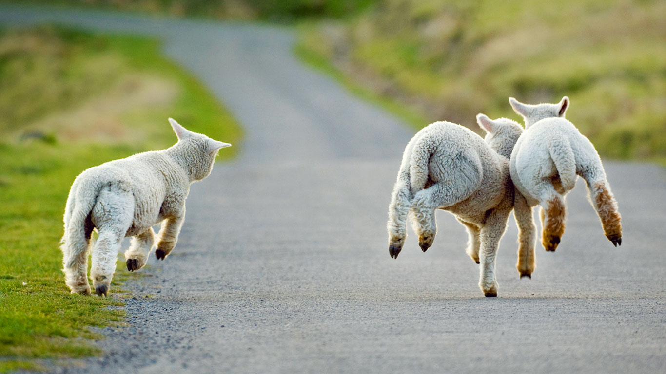 Three lambs frolicking in Christchurch, New Zealand (© Andrew Walmsley/Alamy)(Bing United Kingdom)