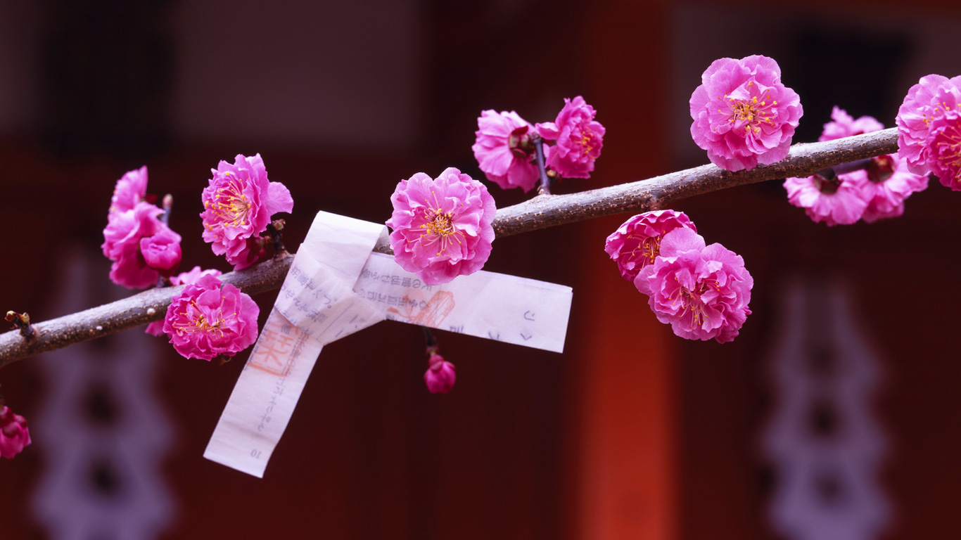 ｢梅とおみくじ｣京都, 北野天満宮 (© JTB Photo/Superstock)(Bing Japan)