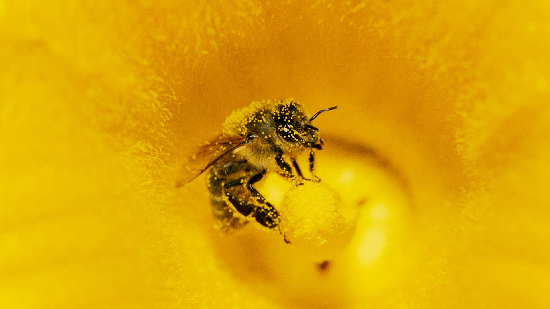 A honey bee (Apis mellifera) covered in pollen in pumpkin, Germany (© Konrad Wothe/Minden Pictures)(Bing United Kingdom)