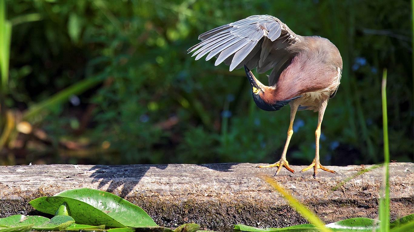 Green heron in Washington Park Arboretum in Seattle, Washington, USA (© Caren Brinkema/SuperStock)(Bing United Kingdom)