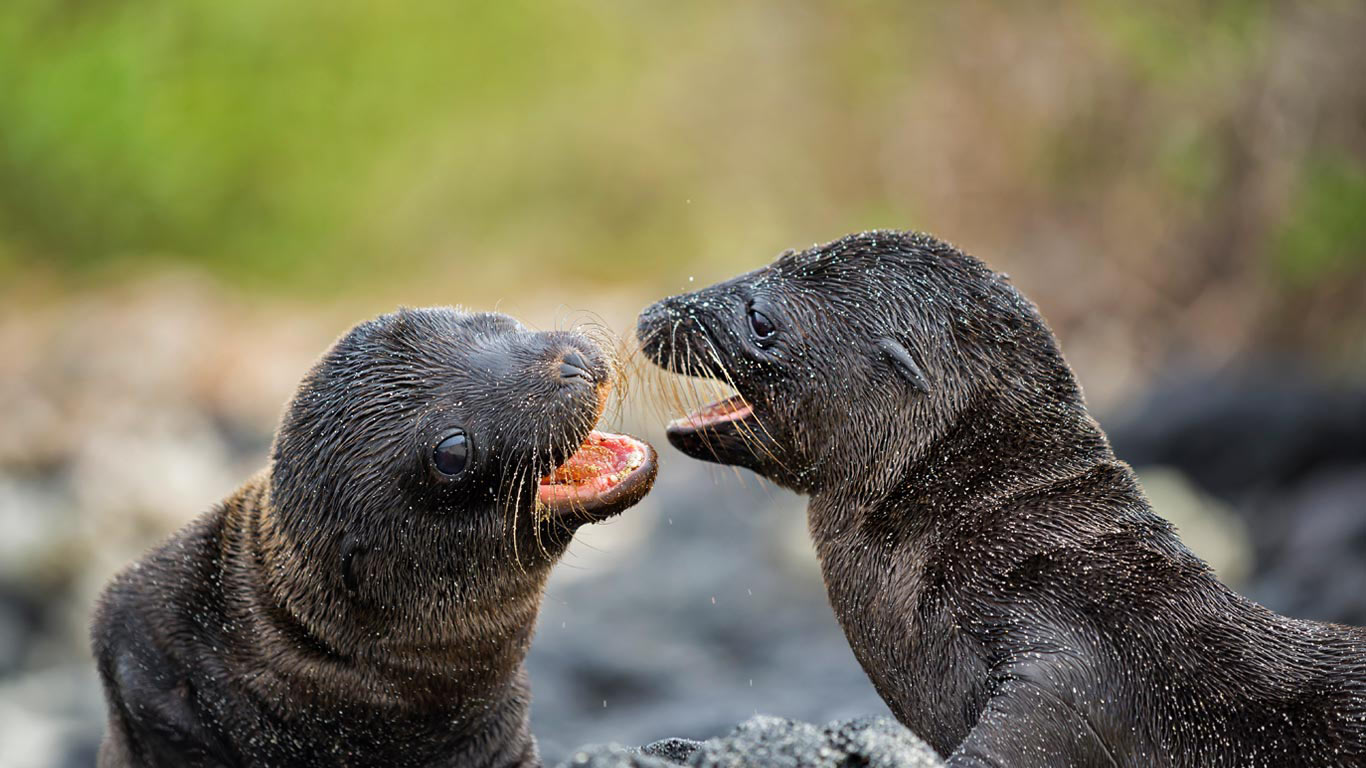 Galápagos sea lion pups on Santiago Island, Ecuador (© Tui De Roy/Minden Pictures)(Bing United Kingdom)