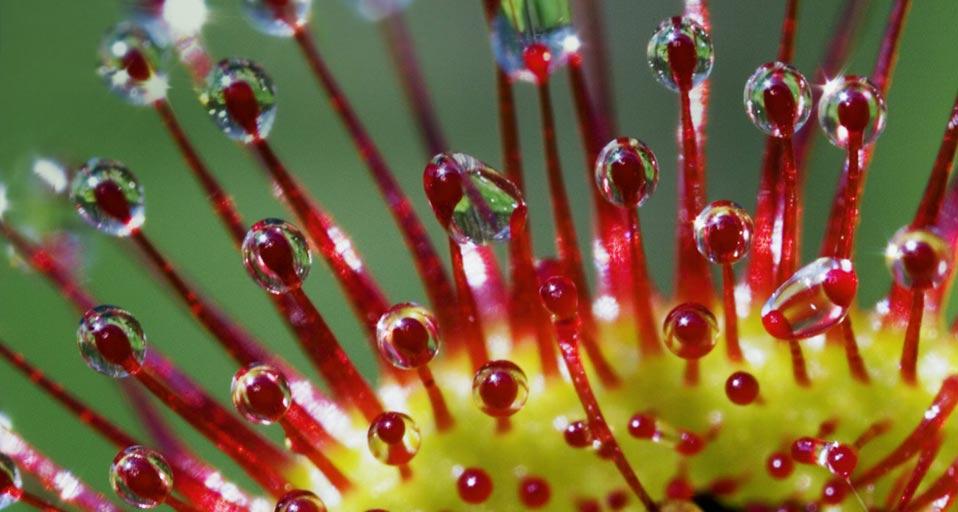 Round-leaved sundew (Drosera rotundifolia) tentacles (© Klaus Honal/Superstock)(Bing United States)