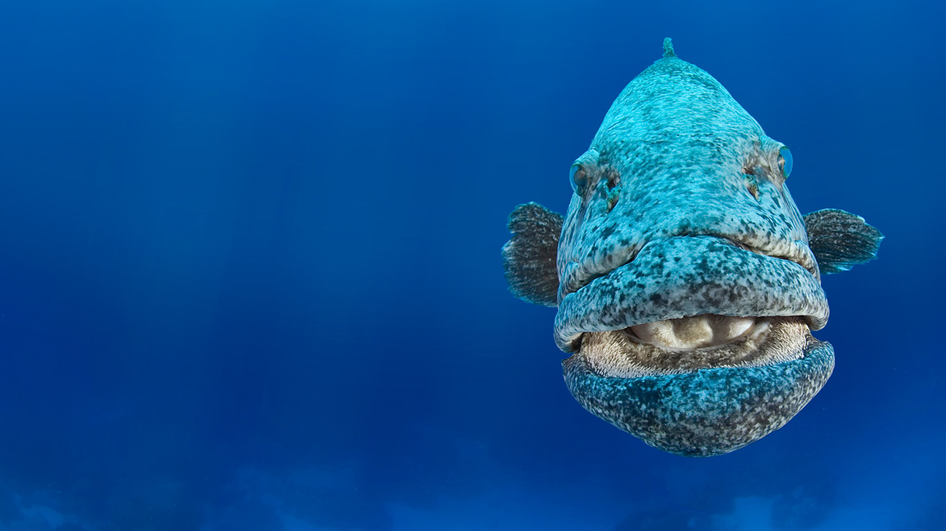 Potato cod off the western coast of Australia (© NaturePL/Superstock)(Bing United Kingdom)
