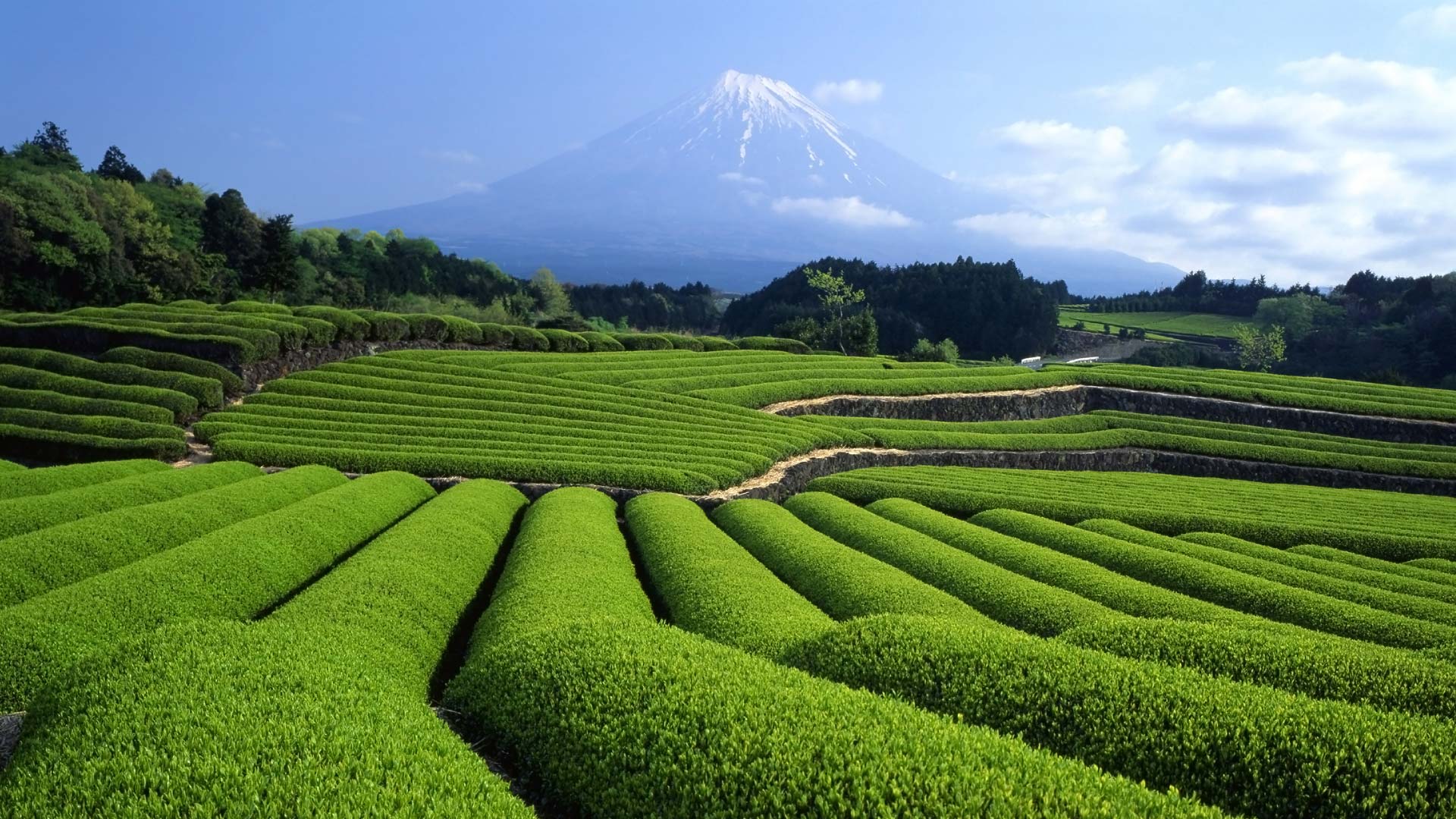 ｢富士山と茶畑｣静岡 (© Hiroshi Ichikawa/Shutterstock)(Bing Japan)
