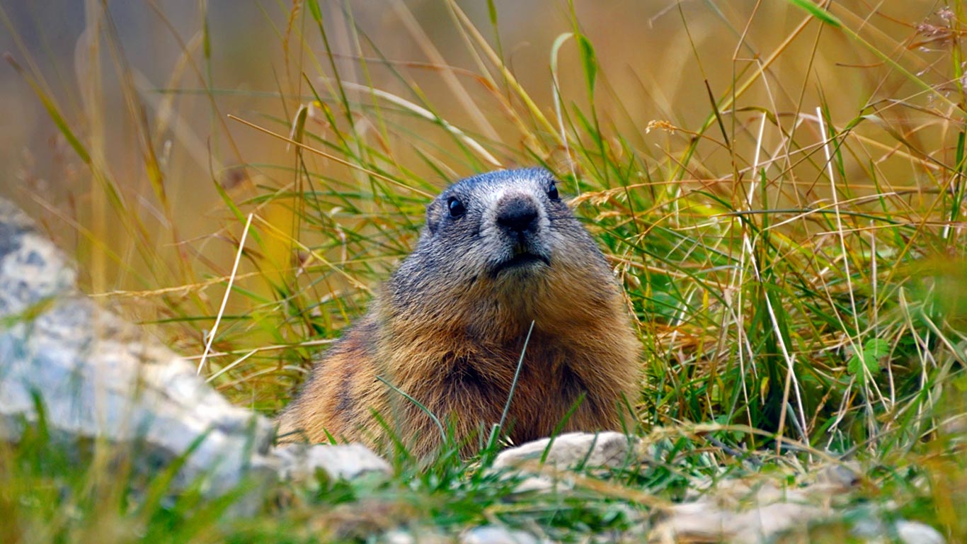 Alpine marmot (© Michael Dietrich/Alamy)(Bing New Zealand)