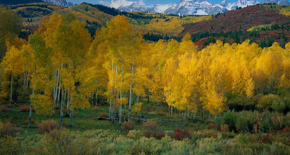 Snowcapped San Juan range above the autumn colors in Dallas Creek Valley, Uncompahgre National Forest, Colorado  (© Terry Donnelly/Aurora Photos) &copy; (Bing Canada)