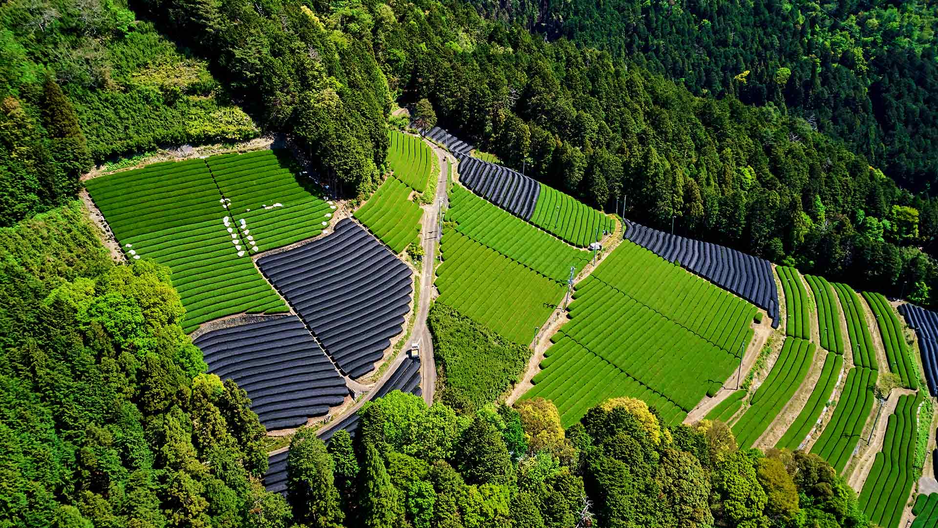和束の茶畑, 京都 (© Tuul and Bruno Morandi/Alamy Stock)(Bing Japan)