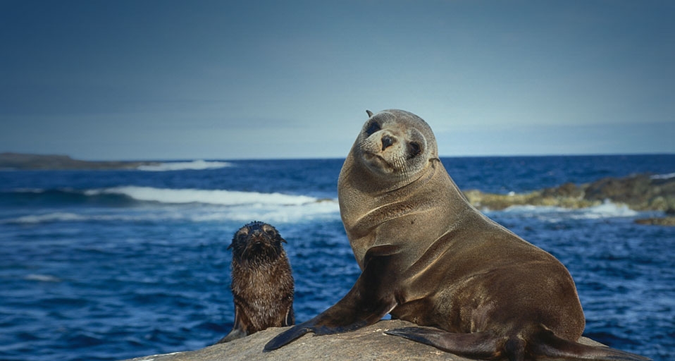 Female and pup Australian sea lions, Southern Australia -- Jeff Foott/Getty Images &copy; (Bing Canada)