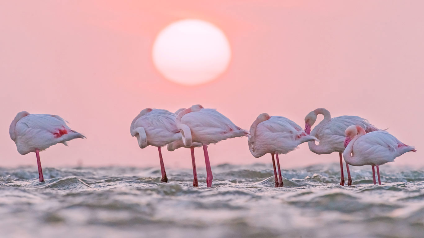 Greater flamingos in Walvis Bay, Namibia (© Yva Momatiuk and John Eastcott/Minden Pictures)(Bing Canada)