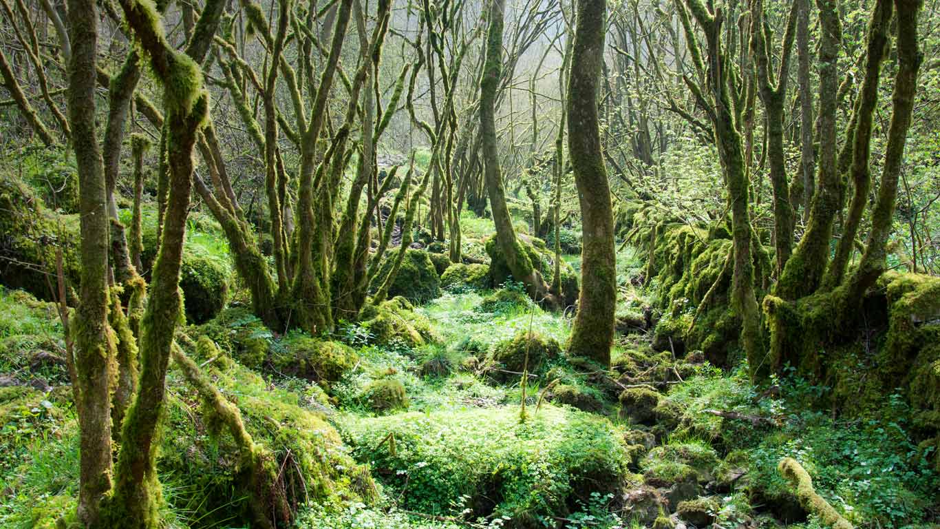 Monk’s Dale, Derbyshire Dales National Nature Reserve, England (© R A Kearton/Getty Images)(Bing United States)