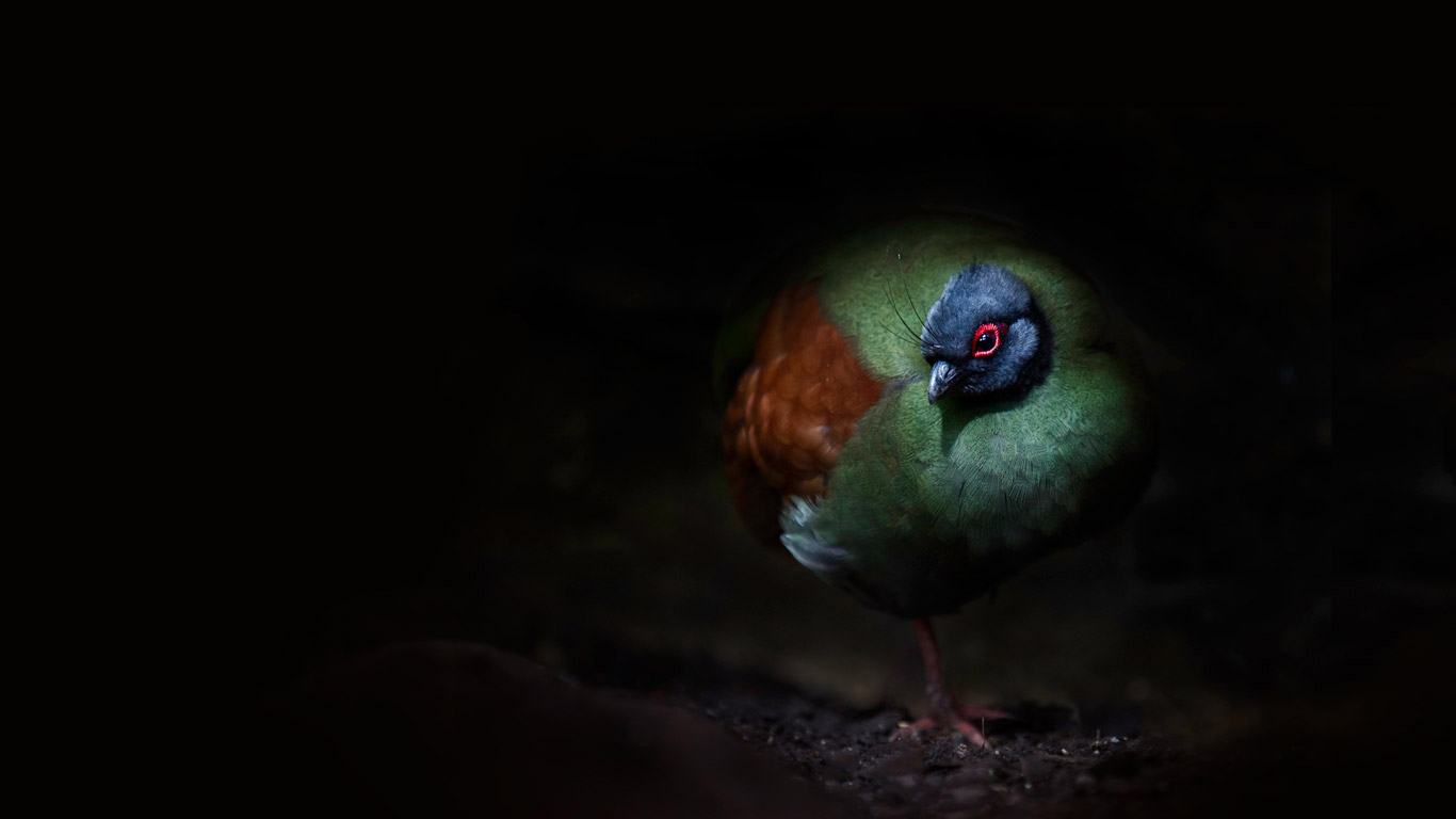 A crested wood partridge (© Sue Demetriou/Offset)(Bing United Kingdom)