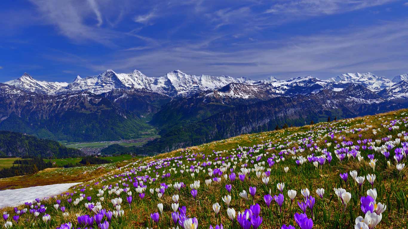 Early blooming crocus (© suterscher/iStock/Getty Images)(Bing United Kingdom)