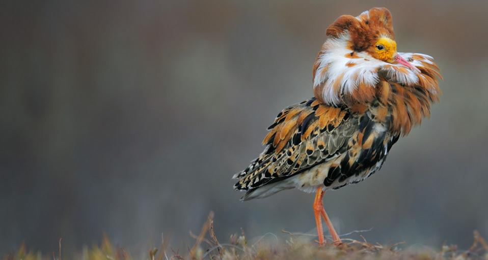 Male ruff in breeding plumage, Norway (© Werner Bollmann/age fotostock)(Bing United Kingdom)
