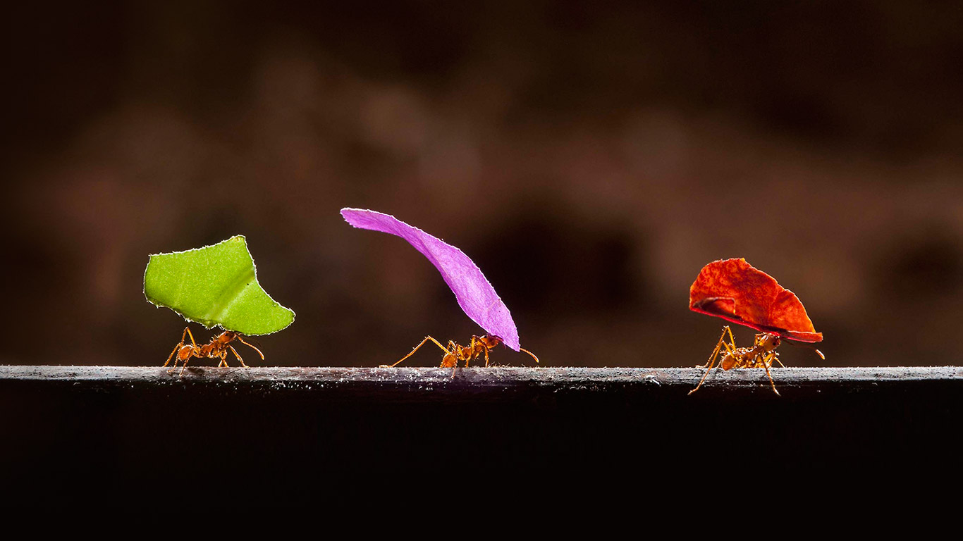 Leafcutter ants in Boca Tapada, Costa Rica (© Bence Mate/Visuals Unlimited/Corbis)(Bing United States)