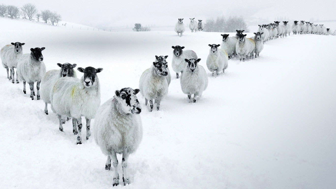 Winter Sheep in a V Formation in the Lake District (© Daniel Eitzen/Getty Images)(Bing United Kingdom)
