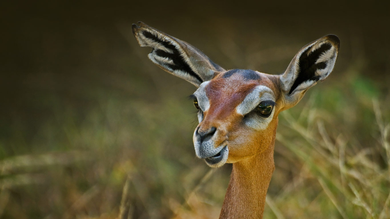 A gerenuk (© Eric Lowenbach/Getty Images)(Bing United Kingdom)