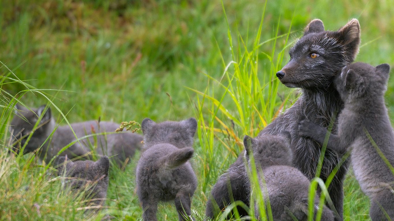 Arctic fox family, Swedish Lapland (© Staffan Widstrand/plainpicture)(Bing United Kingdom)