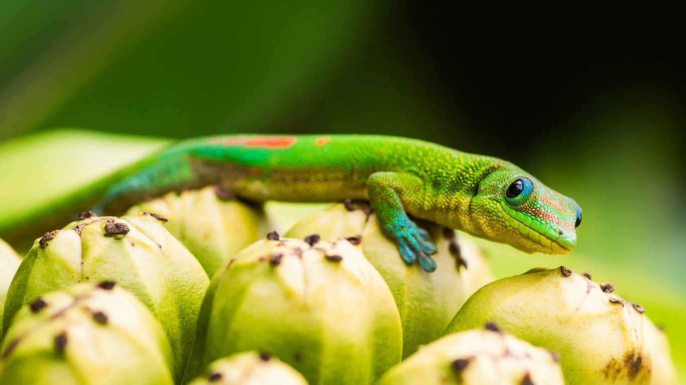 Day gecko on pandanus fruit, Captain Cook, Hawaii, USA (© Mark A. Johnson/Corbis)(Bing United Kingdom)