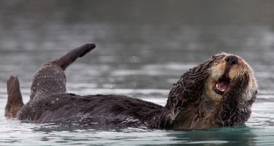 Sea otter grooming in Prince William Sound, Alaska (© Donald M. Jones/Minden Pictures/Corbis) &copy; (Bing United Kingdom)