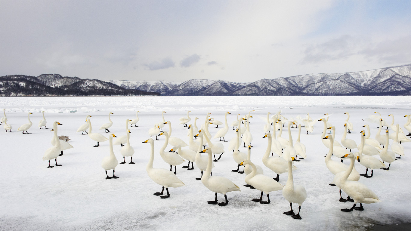 Whooper swans, Lake Kussharo, Akan National Park, Japan (© Ben Cranke/Corbis)(Bing United Kingdom)