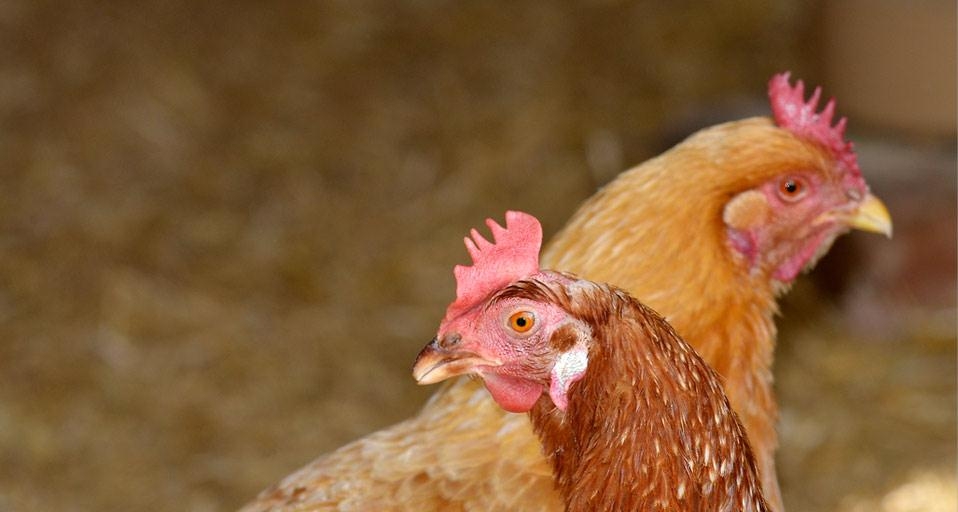 Hens photographed at a British Hen Welfare Trust sanctuary as part of Bing Help Your Britain &copy; (Bing United Kingdom)