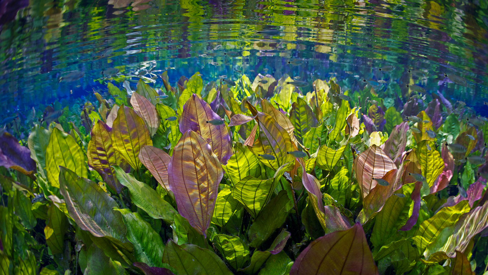Underwater river scene with freshwater plants and tetra fish, Aquário Natural, Rio Baia Bonito, Mato Grosso do Sul, Brazil (© Michel Roggo/Minden Pictures)(Bing United Kingdom)