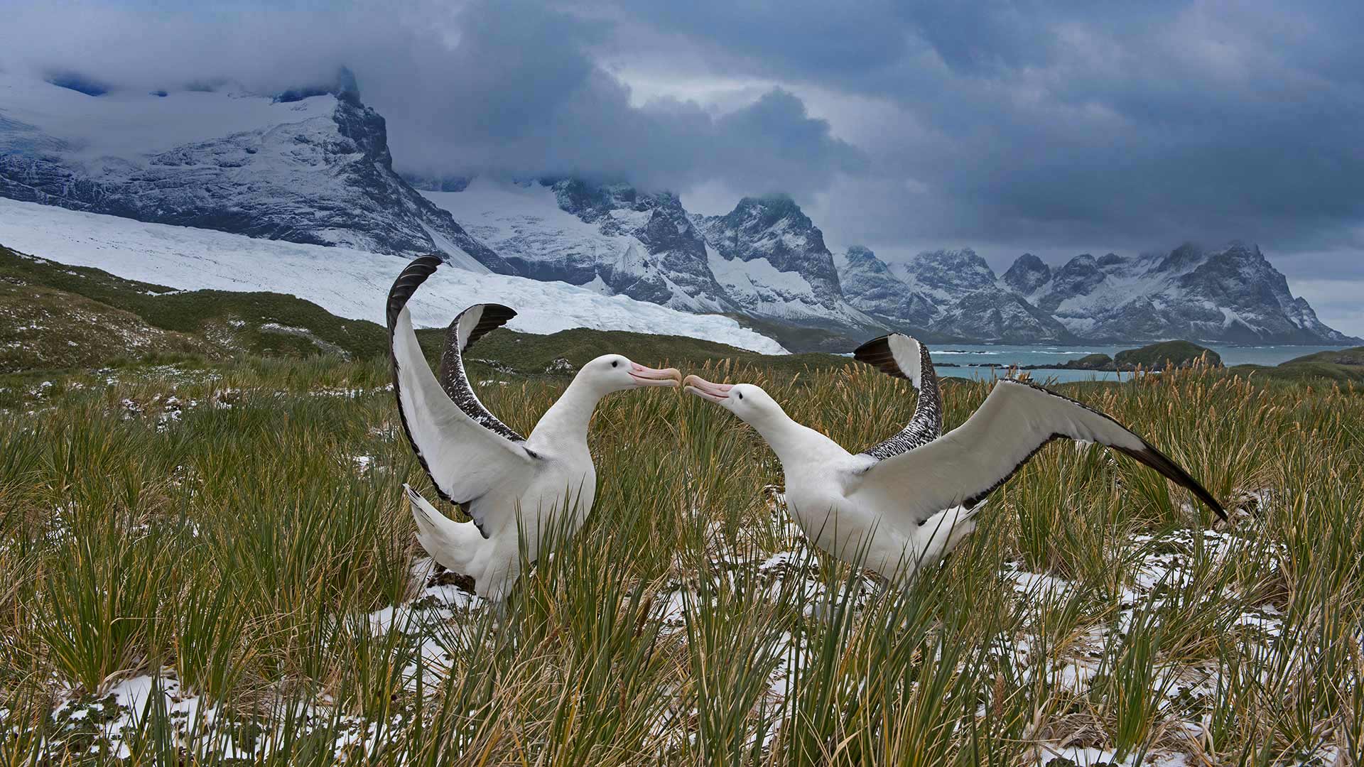 ｢ワタリアホウドリの求愛｣サウスジョージア・サウスサンドウィッチ諸島 (© David Tipling Photo Library/Alamy)(Bing Japan)