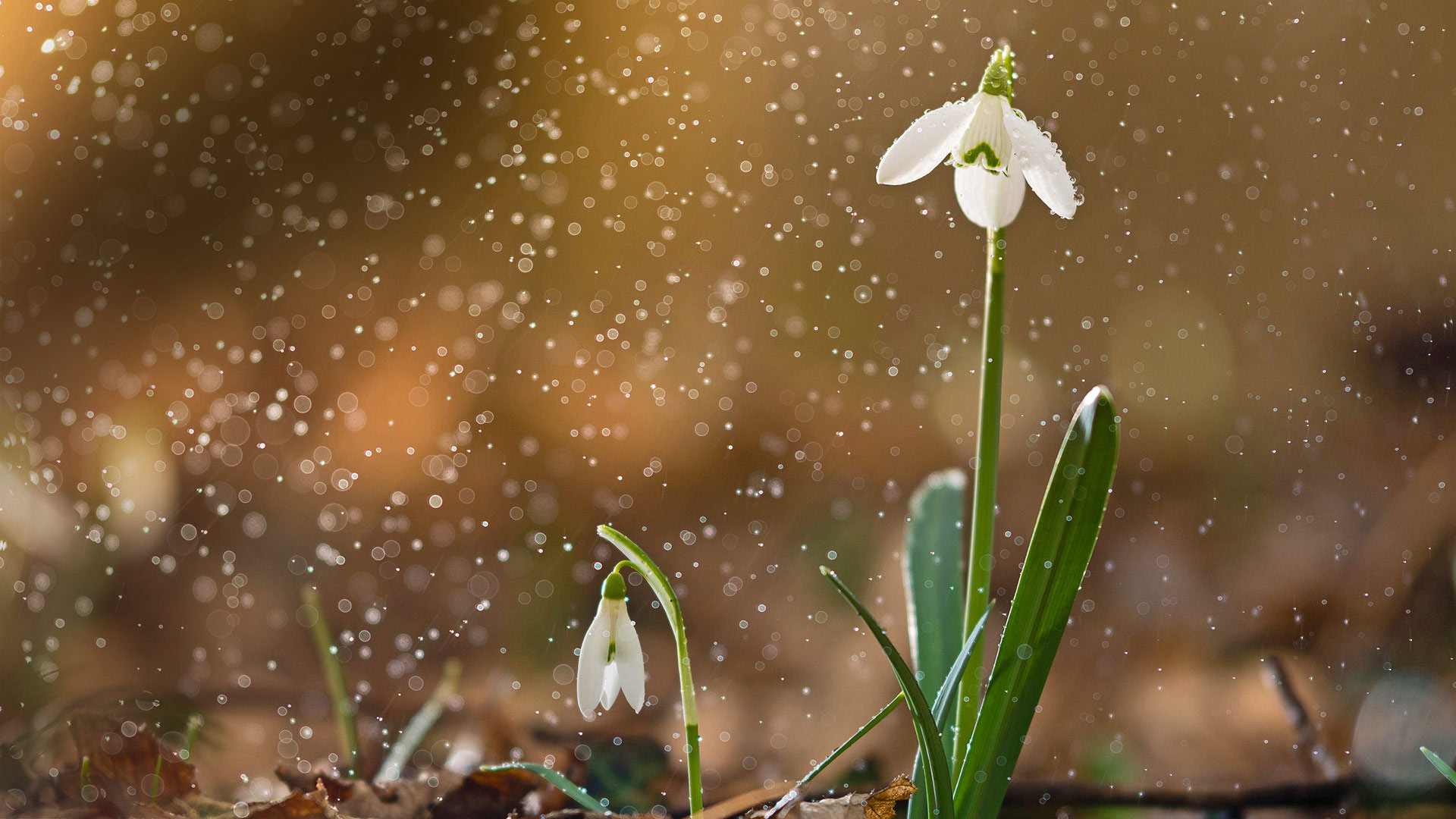 ｢雪の中のスノードロップ｣ (© Péter Hegedűs/Getty Images)(Bing Japan)