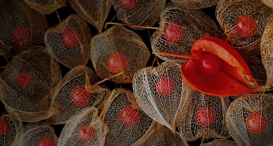 Chinese lantern seeds (© Skip Moody-Rainbow/Corbis) &copy; (Bing United Kingdom)