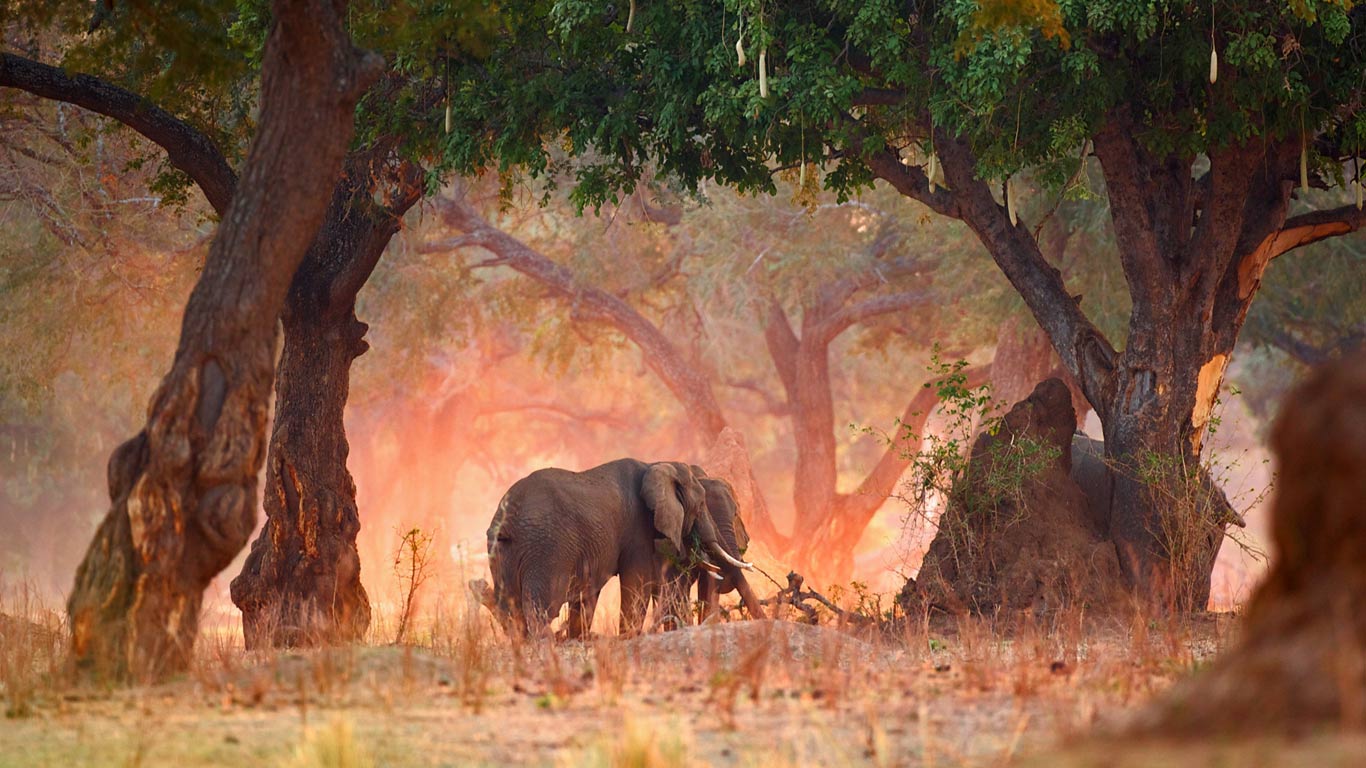 African bush elephants in Mana Pools National Park, Zimbabwe (© David Fettes/Offset)(Bing United Kingdom)