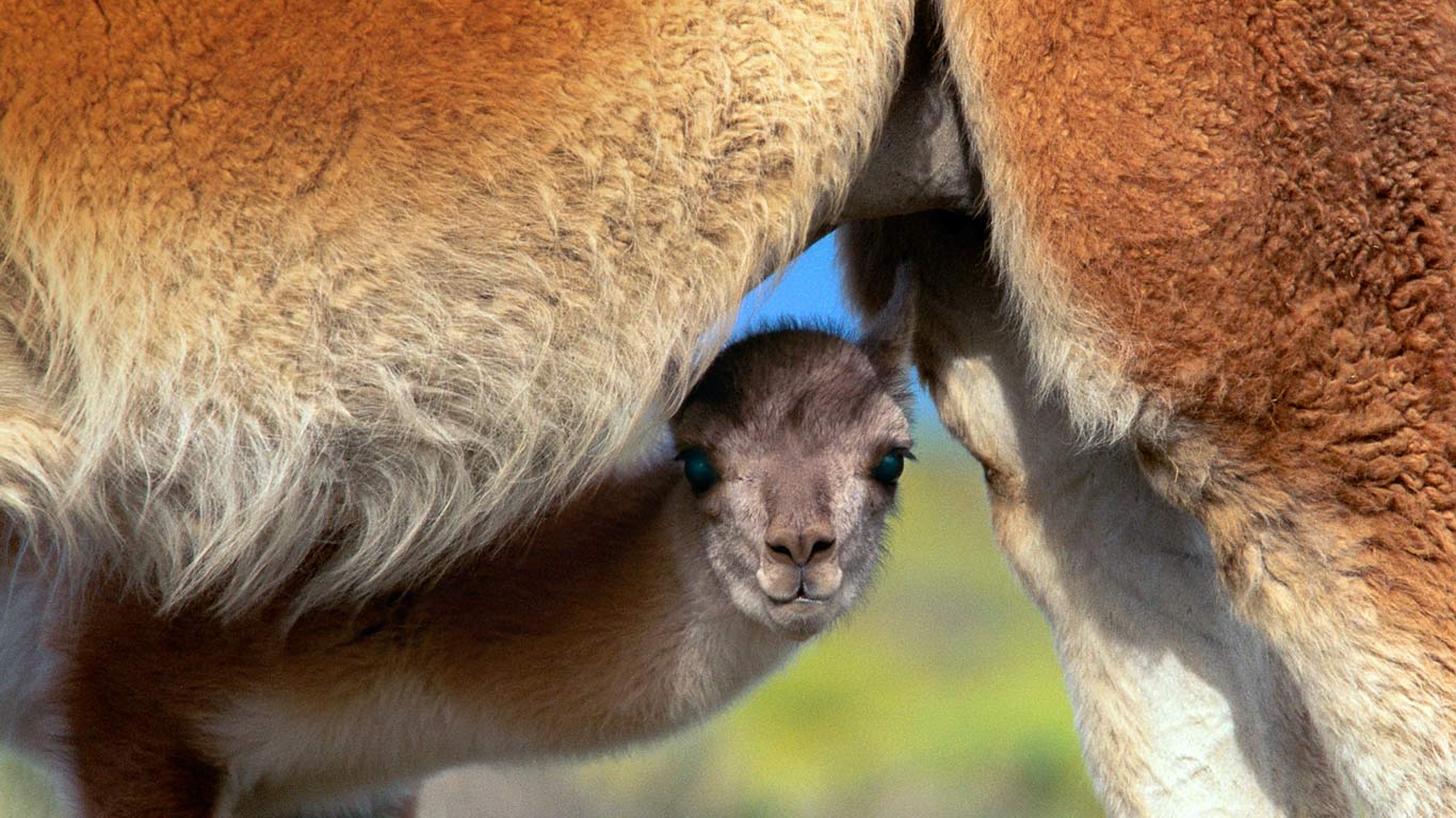 Young guanaco seeking safety under mother, Torres del Paine National Park, Chile (© Gavriel Jecan/Aurora Photos)(Bing United Kingdom)