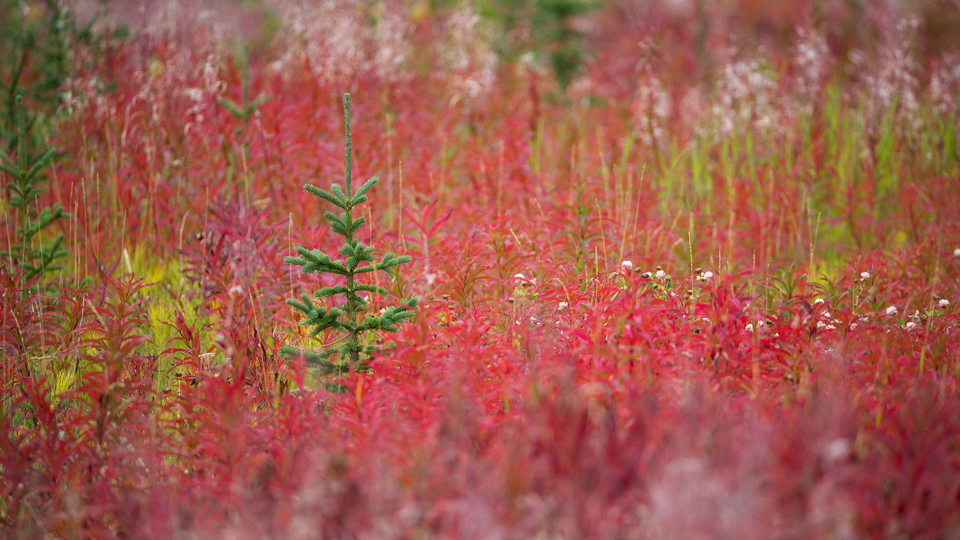 Autumn colours in Kluane National Park and Reserve, Yukon (© David Noton Photography/Alamy Stock Photo)(Bing Canada)
