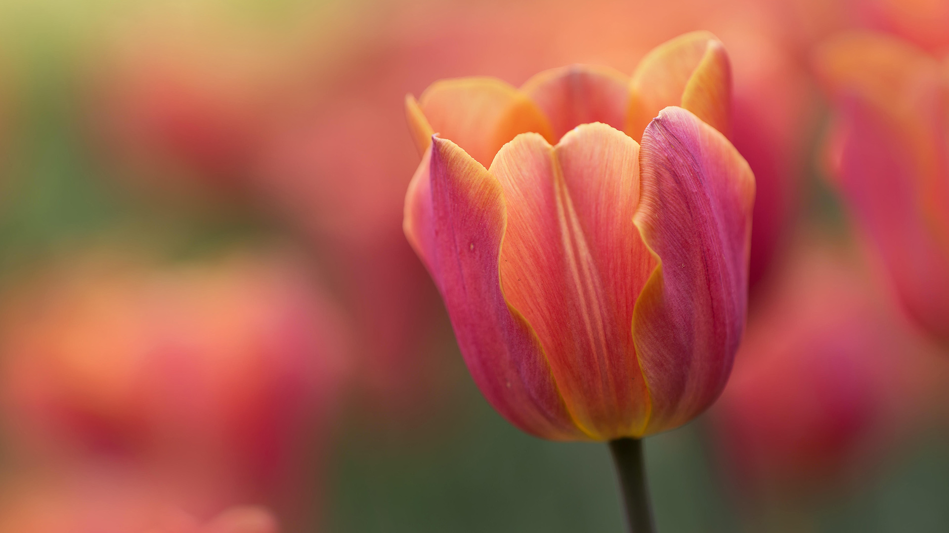 A close-up of a tulip from the Canadian Tulip Festival in Ottawa (© Sandy Thompson/Alamy Stock Photo)(Bing Canada)