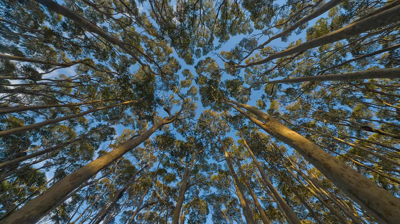 Eucalyptus trees in New South Wales, Australia (© Eastcott Momatiuk/The Image Bank/Getty Images)(Bing Australia)