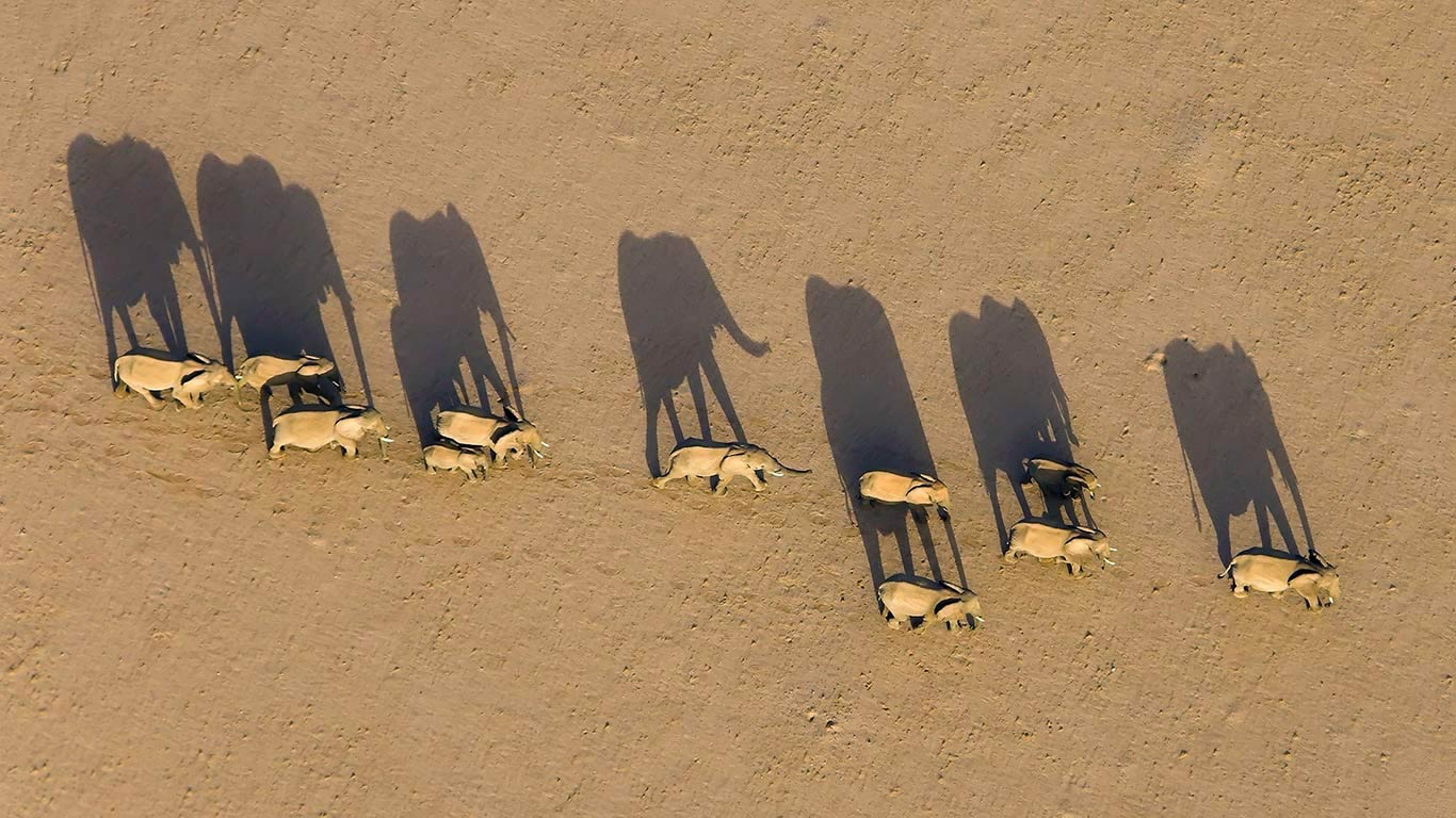 Elefantenherde in der Region Damaraland, Namibia (© Michael Poliza/Getty Images)(Bing Deutschland)