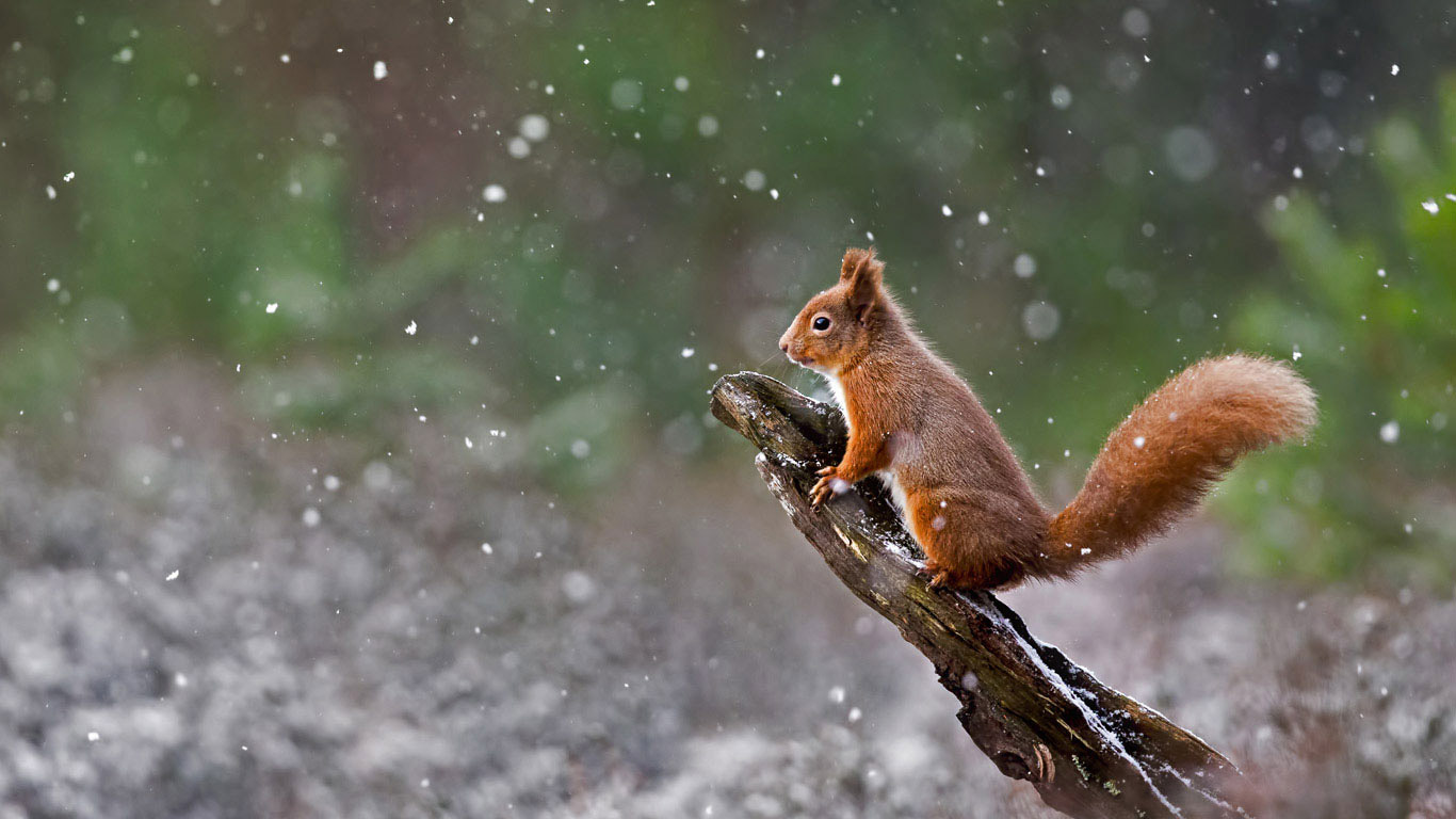 A red squirrel in Cairngorms National Park, Scotland (© Sue Demetriou/Offset)(Bing United Kingdom)