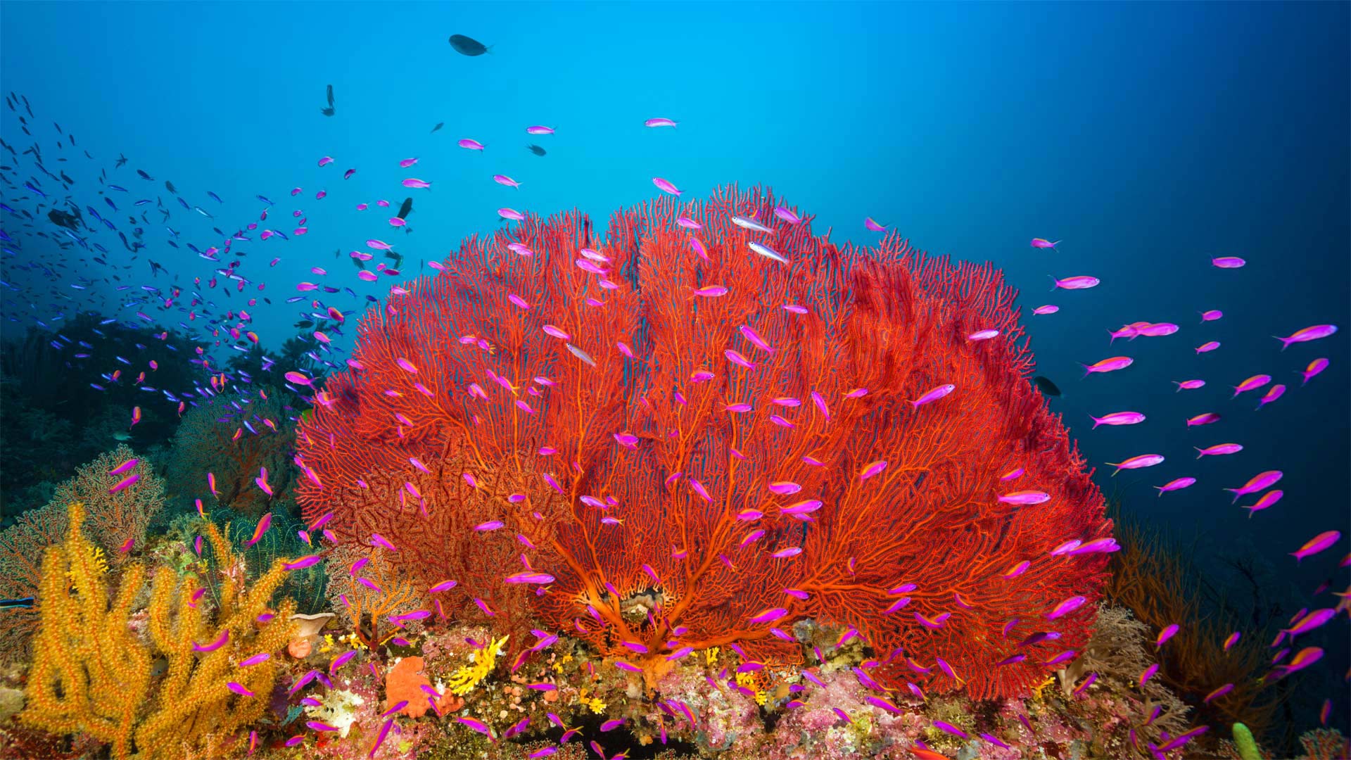 Coral reef in Marovo Lagoon in the Solomon Islands (© WaterFrame/Alamy)(Bing United Kingdom)