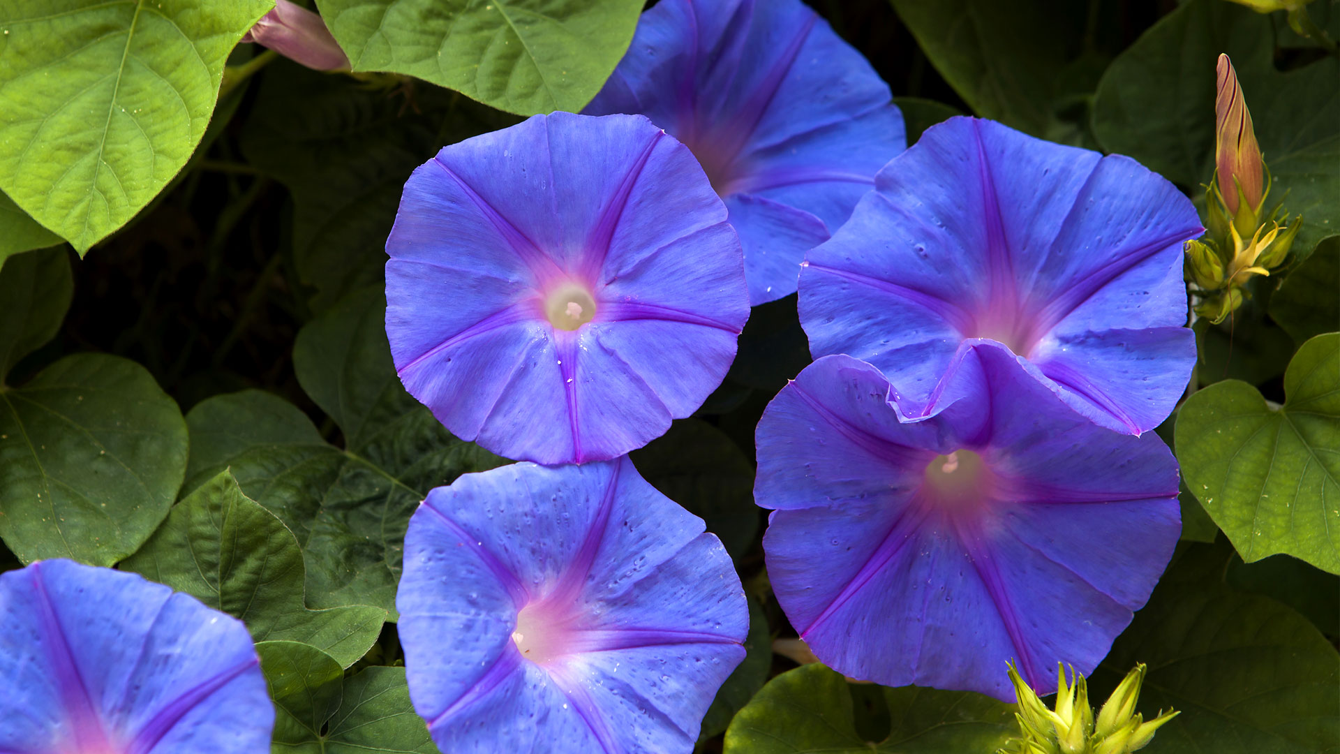 ｢青い朝顔｣ (© Elena Rostunova/Sutterstock)(Bing Japan)