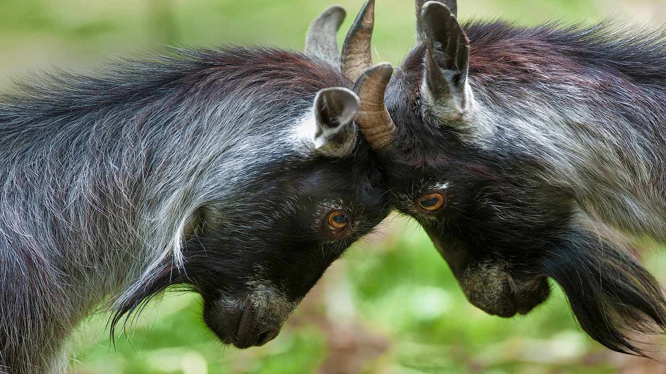 ｢ピグミーゴートたち｣ (© Robert Pickett/Visuals Unlimited, Inc.)(Bing Japan)