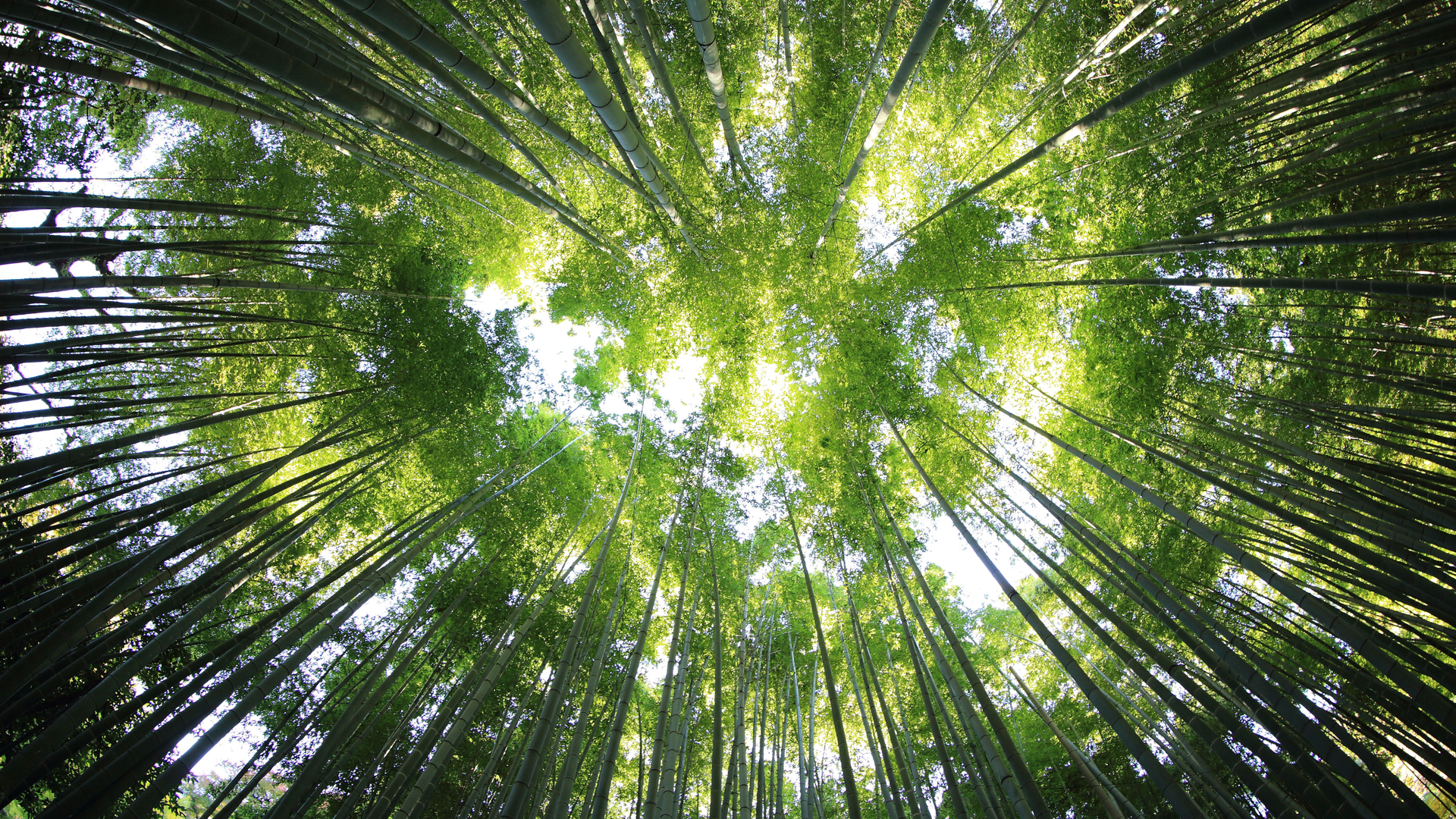 Bamboo, Guwahati, Assam, India (© Page bazar/500px/Getty Images)(Bing New Zealand)